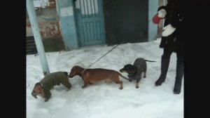Адская прогулка. Собаки - замерзаки. Таксы зимой.