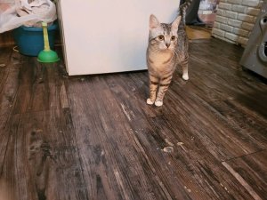 рассказываю про кокоса