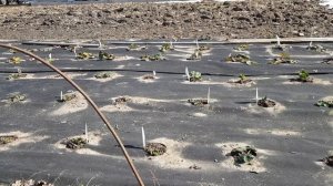 Клубника. Вы еще ждете тепло, а я уже ем. Привет от снежной жрицы. 22.03.26