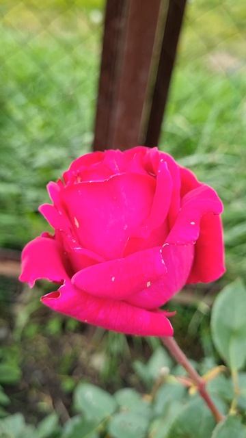 Цветы Циннии и Самоед