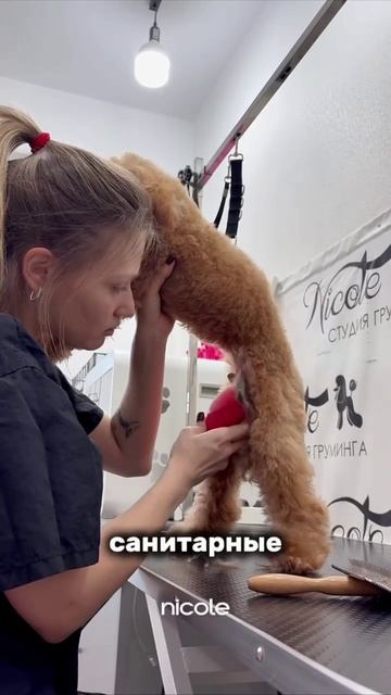 Для записи пишите в личные сообщения или звоните +7 911 081 4252🐾