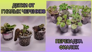 Детки от гнилых черенков. Пересадки деток фиалок.