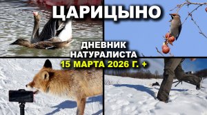 Дневник натуралиста. Царицыно. 15 марта 2026 г.