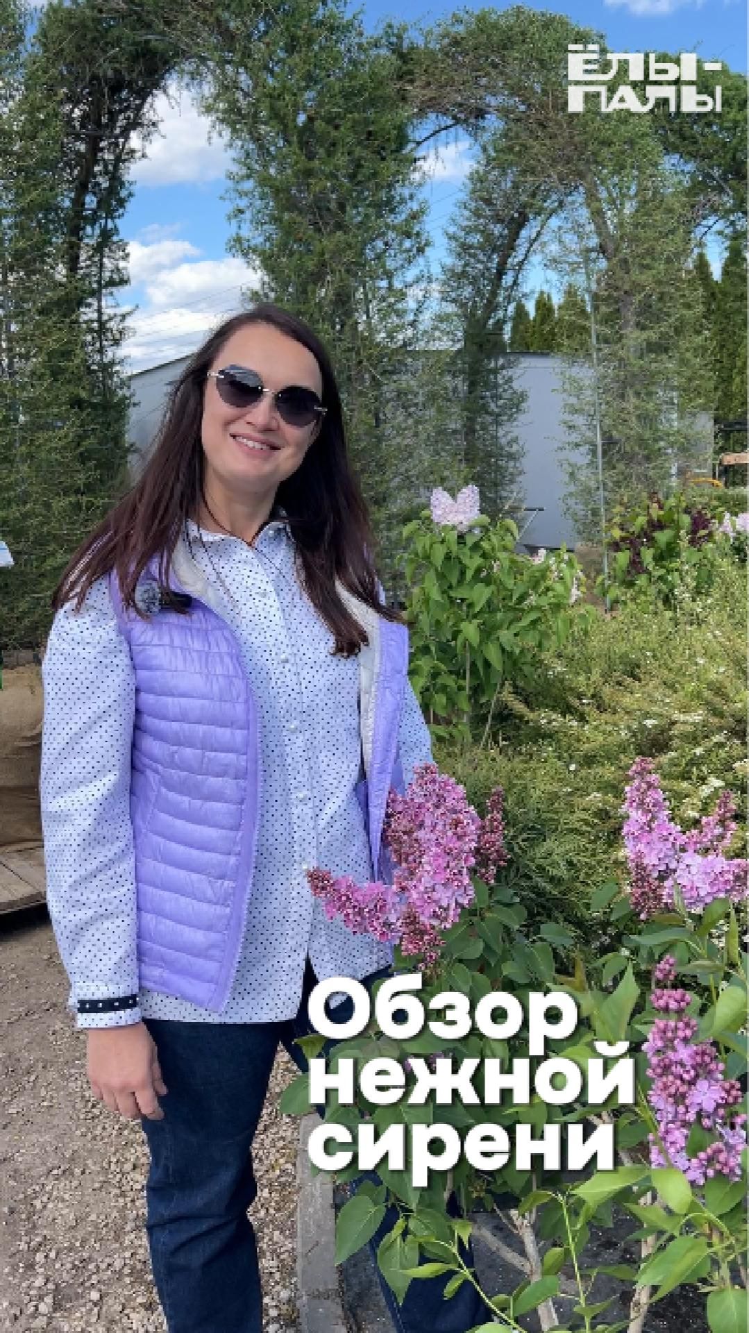 ТОП-5 СОРТОВ СИРЕНИ С ПРОСТЫМИ И НЕЖНЫМИ ЦВЕТАМИ.