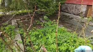 10.05.2025 Пришла удалять замерзшие ветки розы