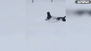 💥 ПРИКОЛЫ С ЖИВОТНЫМИ Смешные КОТЫ и СОБАКИ | Приколы до слез / Видеоприколы