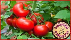 И снова дача - ПИКИРОВКА РАССАДЫ ПОМИДОР
