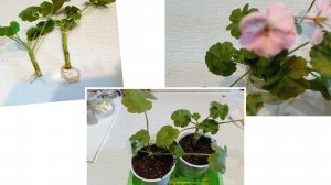 Черенки пеларгонии в воде дали корни. Сажаю в грунт.