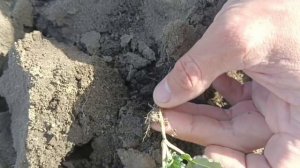 Как перезимовал озимый рапс?