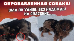 Она шла по улице и истекала кровью... Что с собакой?