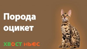 Все о породе оцикет