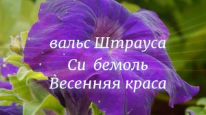 Вальс Штрауса Си бемоль Весенняя краса