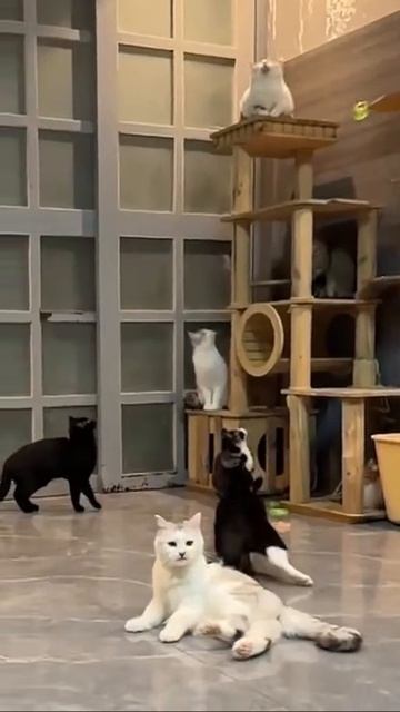 Грация картошки