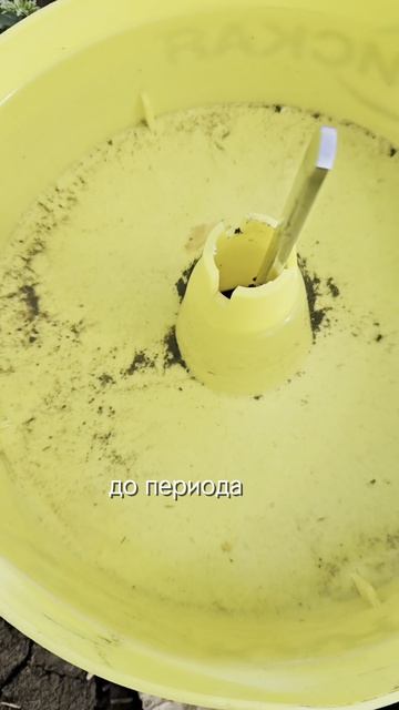 Как контролировать скрытнохоботника ранней весной #инсектициды #агроном #сельскоехозяйство