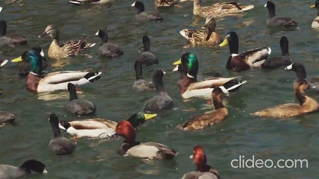 Прозелит.Ирония