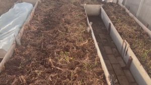 Мои органические грядки в теплице.