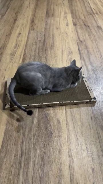 Коту Мультику очень понравилась когтеточка!❤️