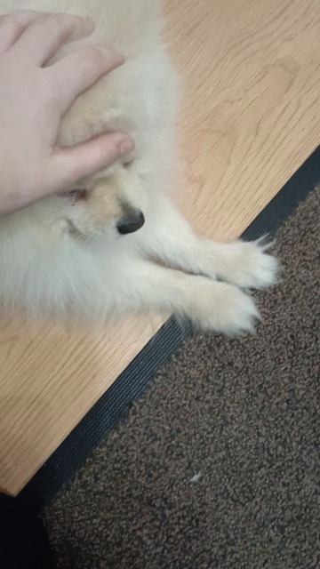 Как собакачка