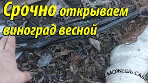 Срочно открываем виноград весной