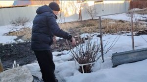 ЖИЗНЬ В СЕЛЕ:1 часть/ЗАВТРАК/ПОКАЖУ ЧЕМ ОБРАБАТЫВАЛИ САД