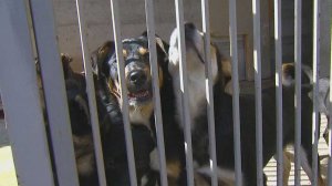 С бродячими собаками в Сочи начала работать специальная служба