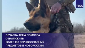 Овчарка Айна помогла обнаружить более 100 взрывоопасных предметов в Новороссии