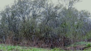 Весенний заморозок