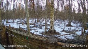 LIVE: На лесной опушке. Природа онлайн