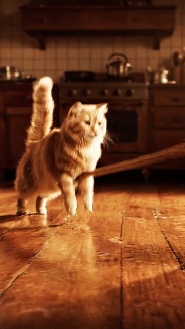 Швабра лошадь #cat #видосыоткота #funny #веселыекоты #красиваякошка #красиваякошка #funnycats #cute