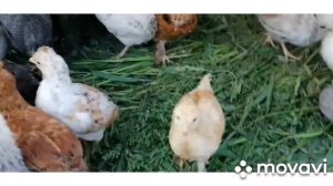 Вывел цыплят на улицу! Более 80 разных цыплят. Ручная курица?