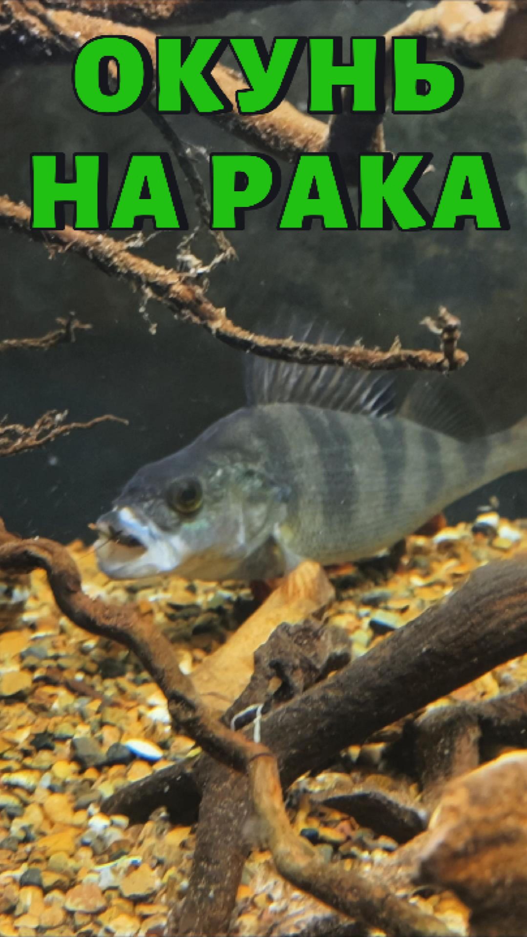 ОКУНЬ СЪЕЛ РАЧКА