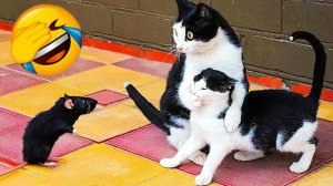 Смешные и забавные животные 😻😺 Лучшие приколы с животными 🐶 Подборка забавных животных