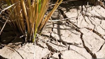 СОВСЕМ ПОДСОХ, ЧТО БУДЕТ С НИМ ДАЛЬШЕ?