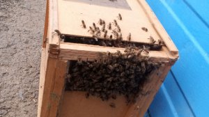 зимовка пчел 20 марта 2026 год