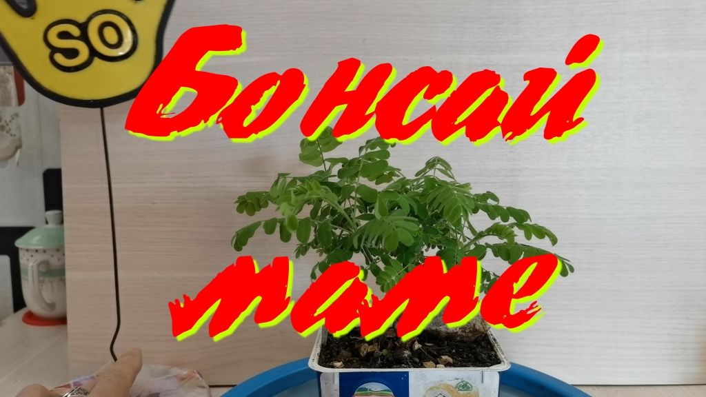 Бонсай маме