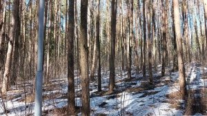 Парк 23.03.2026 г.