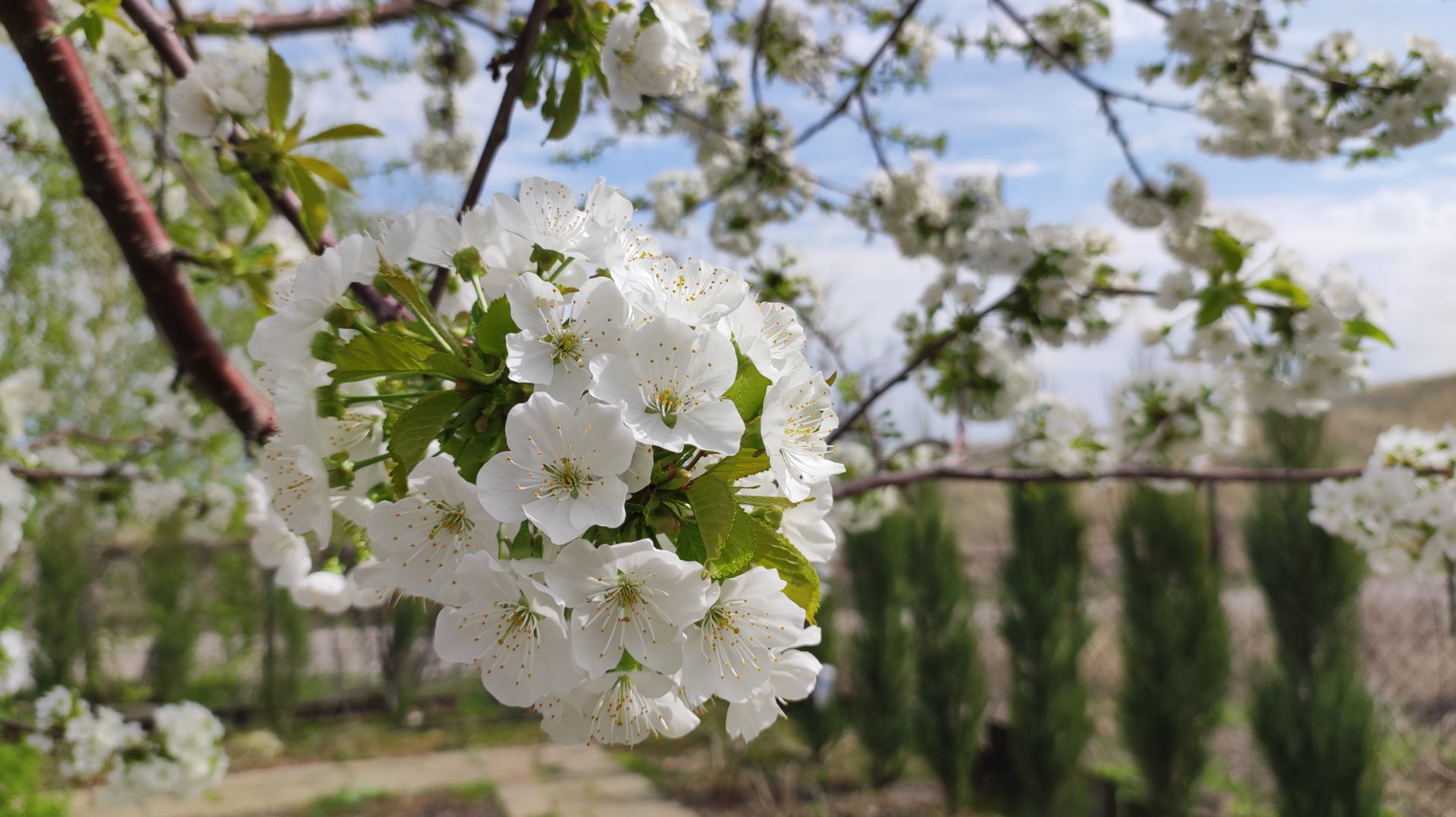 Ранневесенняя обработка сада. Деревья, розы, виноград.