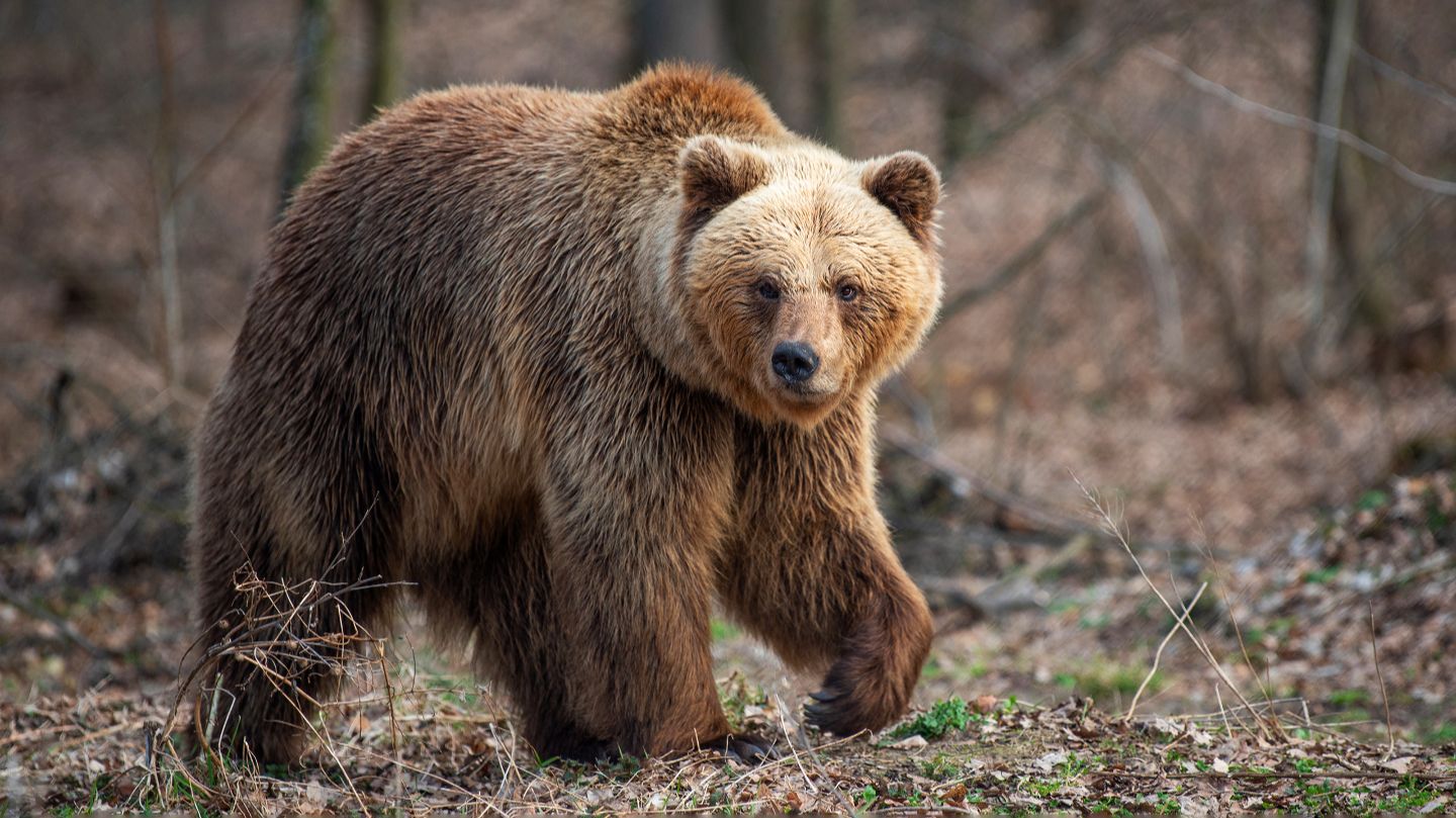 Мир животных. Бурый медведь. Медвежьи истории.