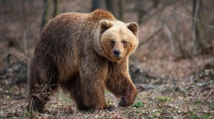 Мир животных. Бурый медведь. Медвежьи истории.