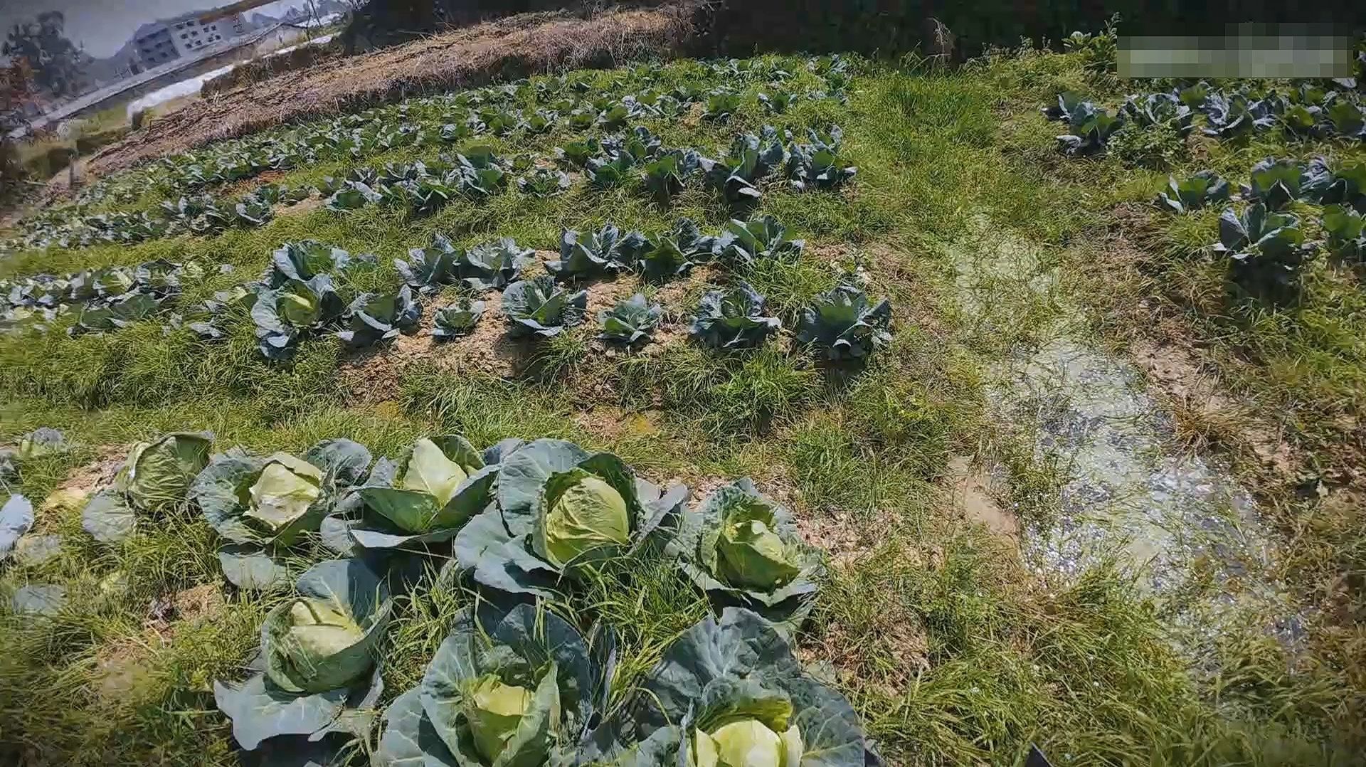 Сянъе Ёко - Наша капуста Бычье сердце радует глаз своим ростом