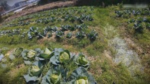 Сянъе Ёко - Наша капуста Бычье сердце радует глаз своим ростом