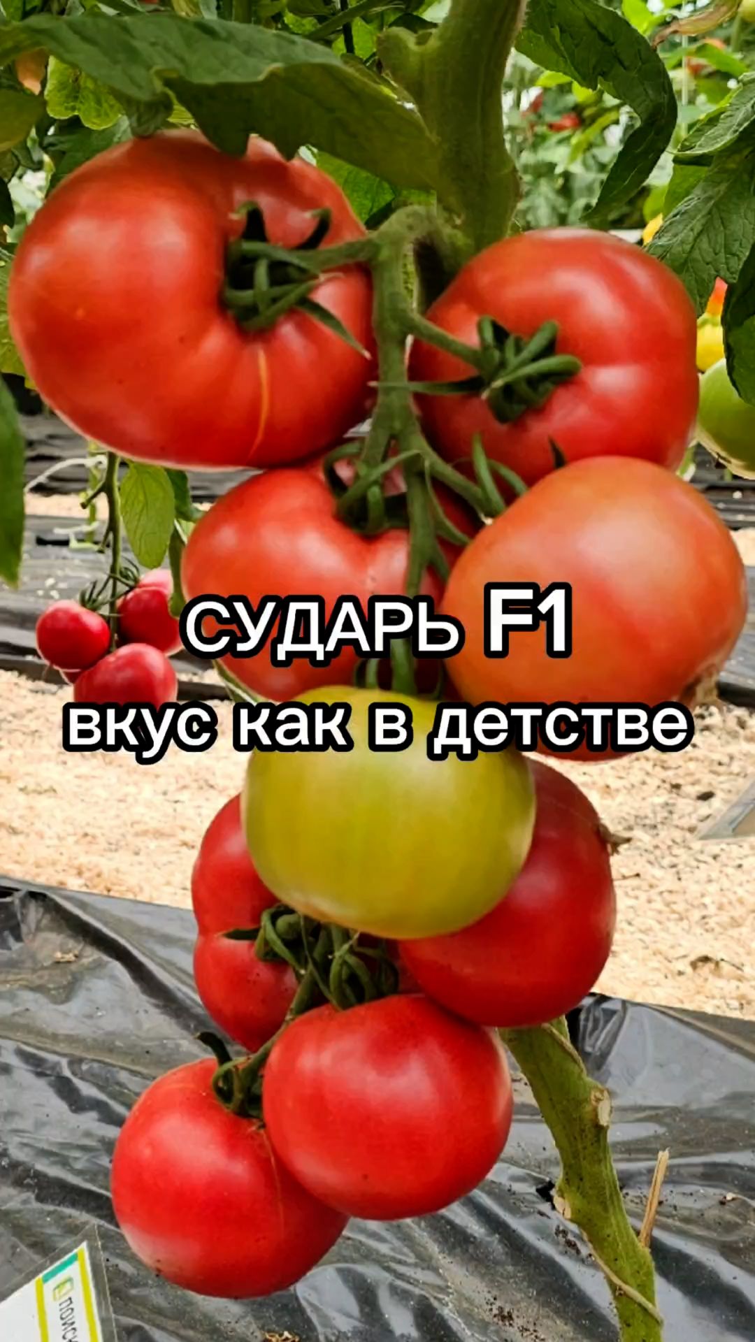 Томат Сударь: вкус томатов как ИЗ ДЕТСТВА!