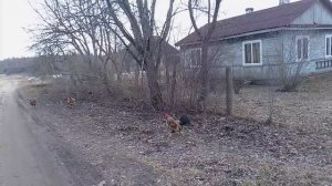 А вот и пернатые 👍🤭😃