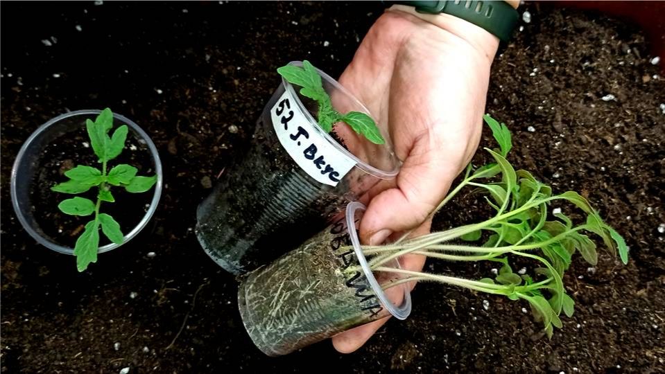 СЕКРЕТНЫЕ ПРИЁМЫ пикировки рассады томатов. РАССАДА ПОСЛЕ ПИКИРОВКИ СРАЗУ ПОХОРОШЕЛА.