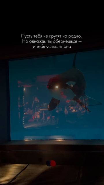 Косатка подплыла к сцене во время выступления Вассы