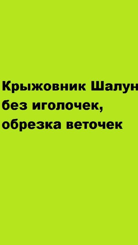 Крыжовник Шалун без иголочек, обрезка веточек