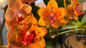 Срезаю отцветшие ЦВЕТОНОСЫ 🌿 Новые РОСПУСКИ 🌸 #орхидеи