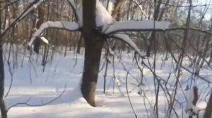 в лесу ЧАСТЬ 77