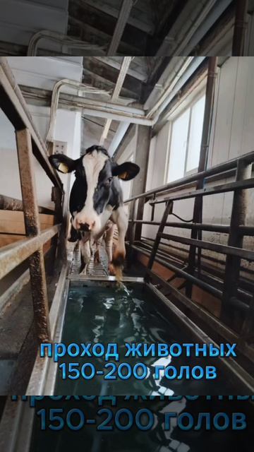 копытные ванны