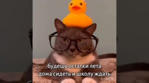 Котинет топ!